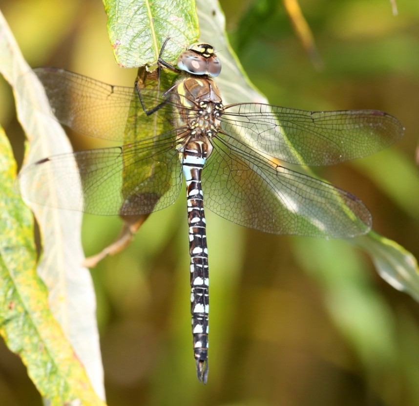 Migrant Hawker © Dan Lombard