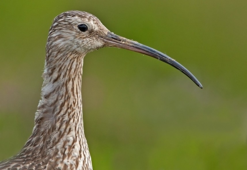 Curlew © Steve Race