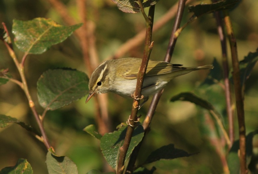 Eastern Crowned Warbler © Mark Pearson