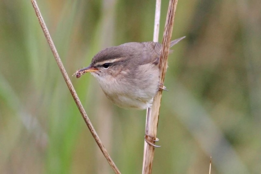 Dusky Warbler © Richard Willison