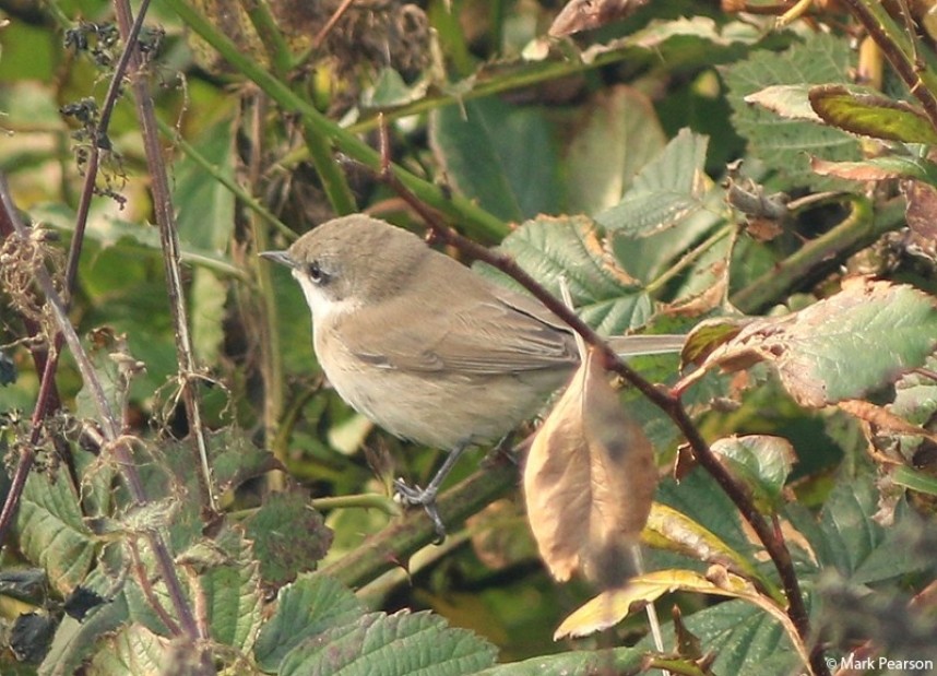 Desert Lesser Whitethroat © Mark Pearson