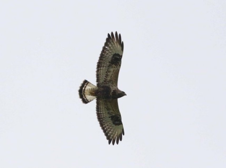  Rough-legged Buzzard © John Hewitt 