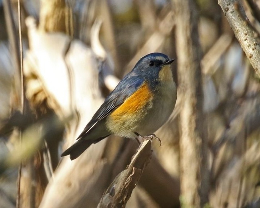  Red-flanked Bluetail © Dave Constantine 