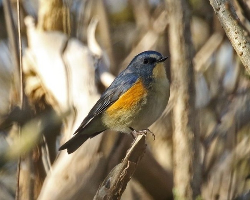 Red-flanked Bluetail © Dave Constantine