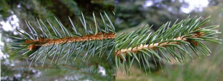  Sitka Spruce (left) Norway Spruce (right)