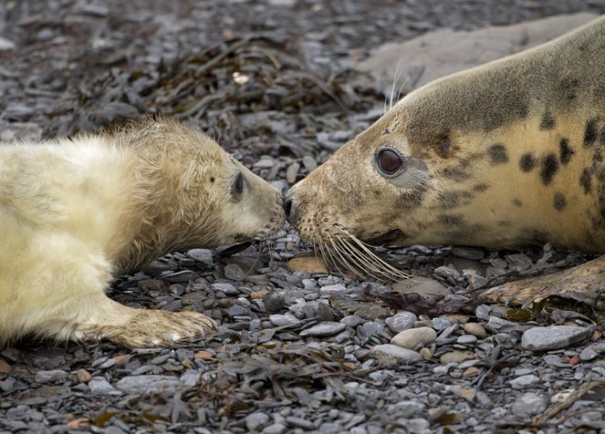  Grey Seal and Pup Ravenscar © Steve Race 