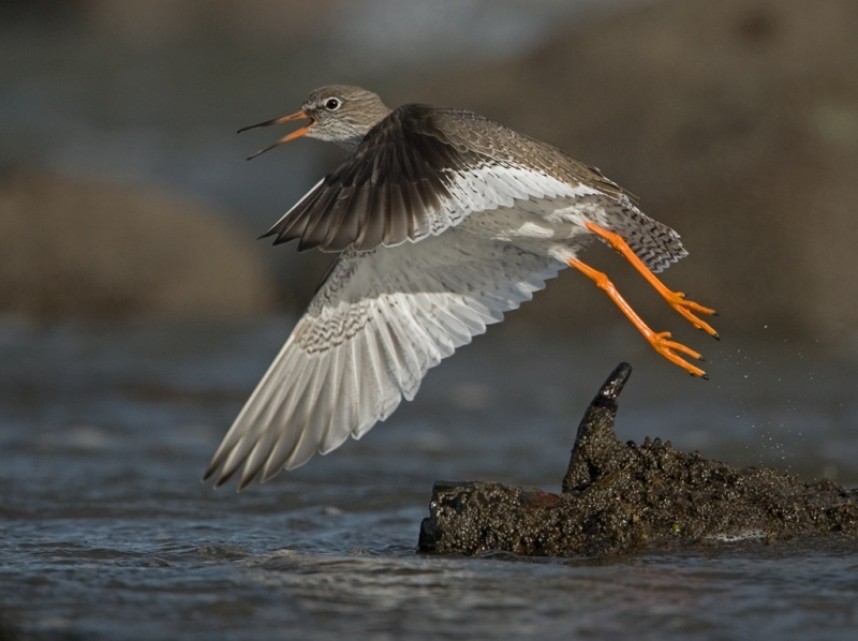 Redshank © Steve Race