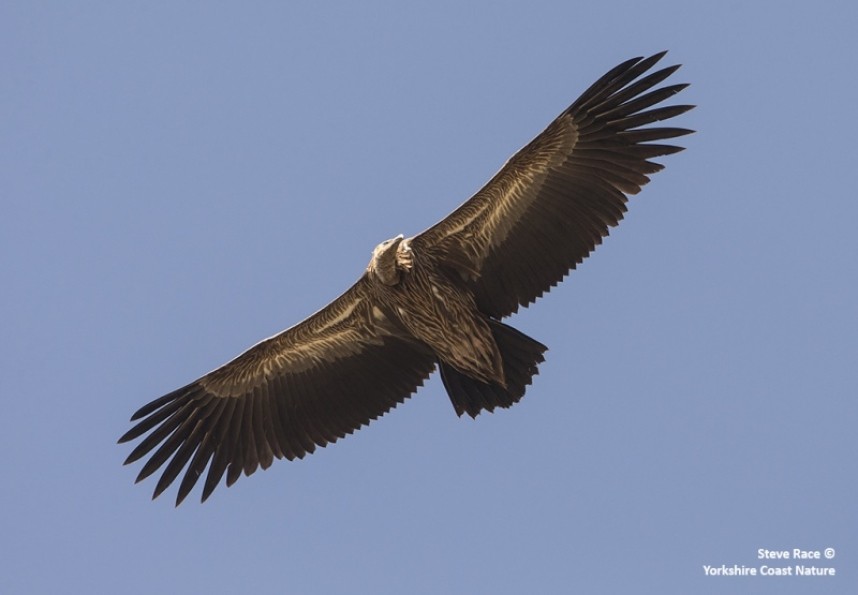  Himalayan Vulture near the Kosi River © Steve Race 