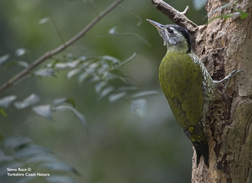  Streak-throated Woodpecker at Jungle Jim's Retreat © Steve Race