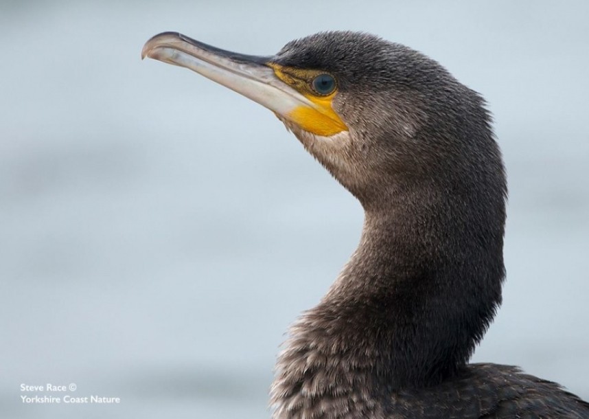  Great Cormorant North Yorkshire 2017 © Steve Race