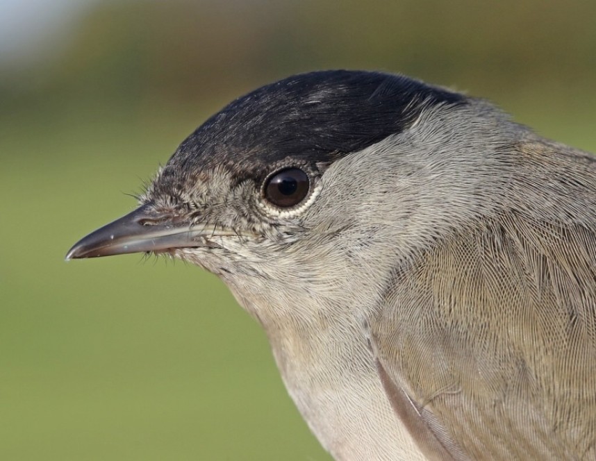 Blackcap (male) © Dan Lombard