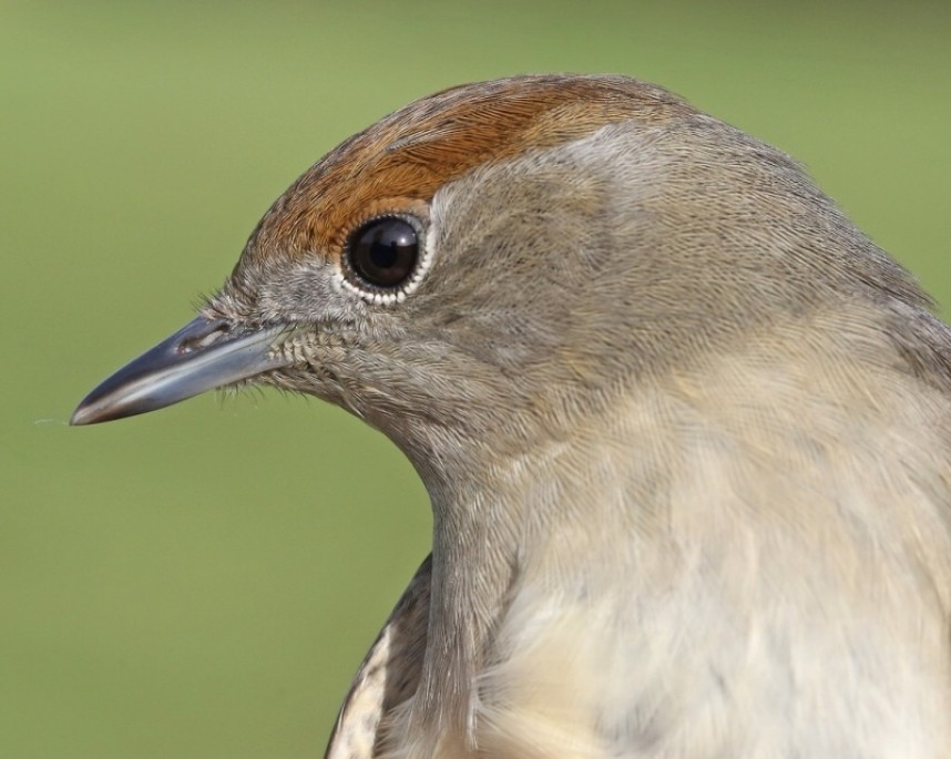 Blackcap (female) © Dan Lombard