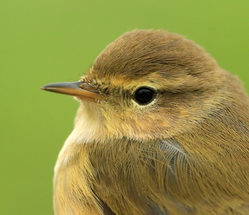 Chiffchaff © Dan Lombard