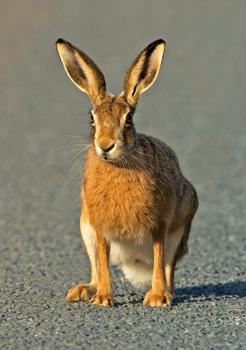 Brown Hare © Steve Race
