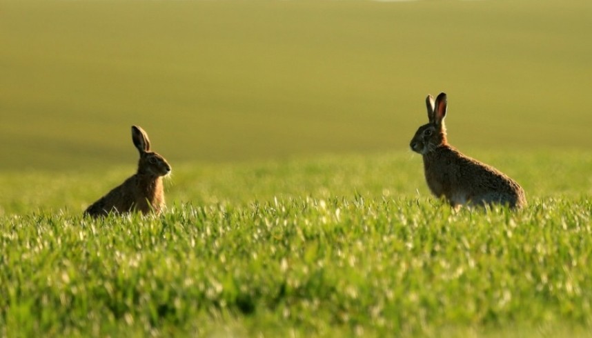  Brown Hare © Dan Lombard 