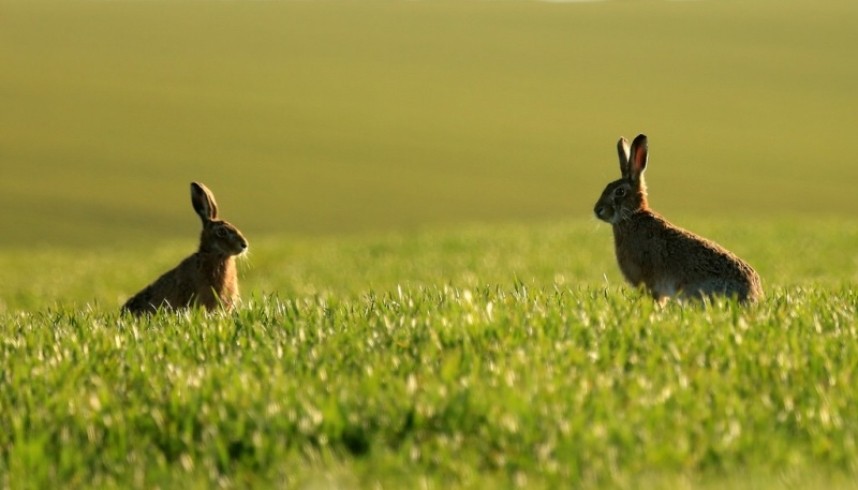 Brown Hare © Dan Lombard