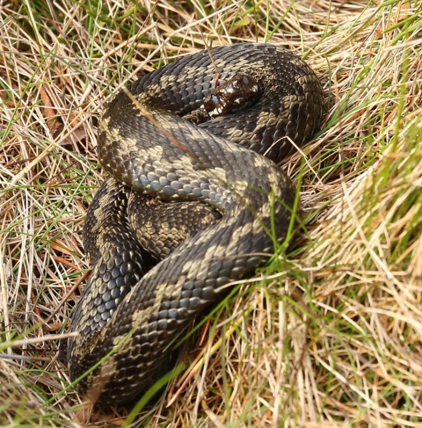  Adder © Richard Baines 