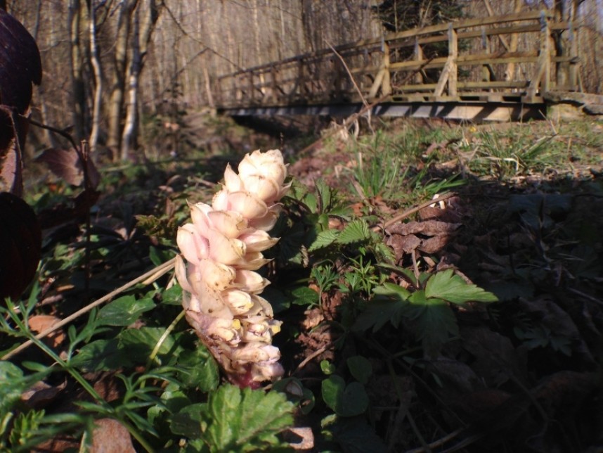 Toothwort © Richard Baines