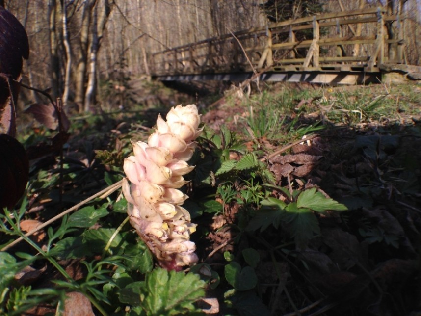  Toothwort © Richard Baines 