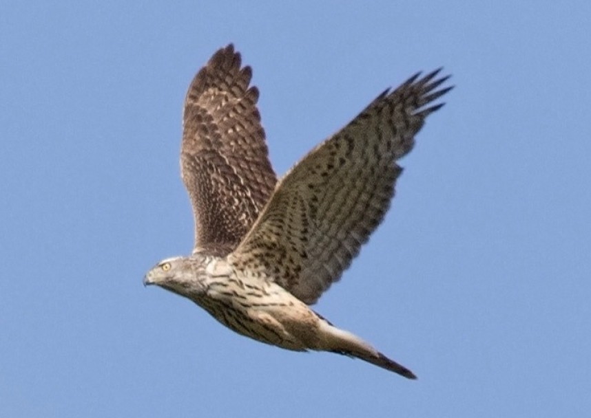 Immature Goshawk North Yorkshire Feb 2017 © Paul Coombes