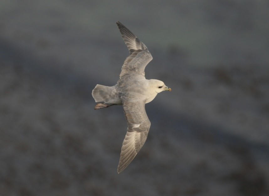 'Blue' Fulmar Feb 2017 © Mark Pearson