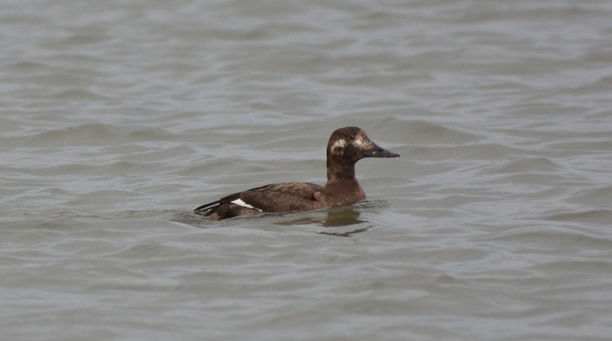 Velvet Scoter Redcar Feb 2017 © Damian Money