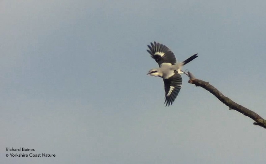  Great Grey Shrike in Langdale Feb 2017 © Richard Baines 