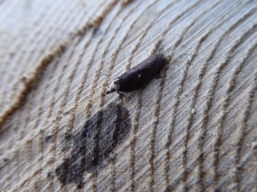 Acleris Cristana Feb 2017 © Allan Rodda