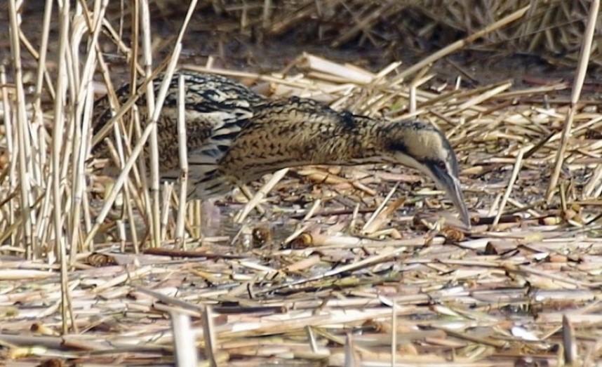 Bittern Hornsea Feb 2017 © Steve Tout