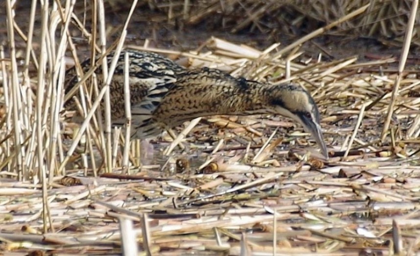  Bittern Hornsea Feb 2017 © Steve Tout 