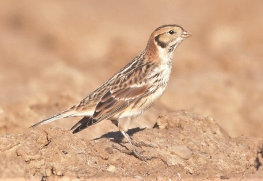 Lapland Bunting Feb 2017 Flamborough © Andy Hood