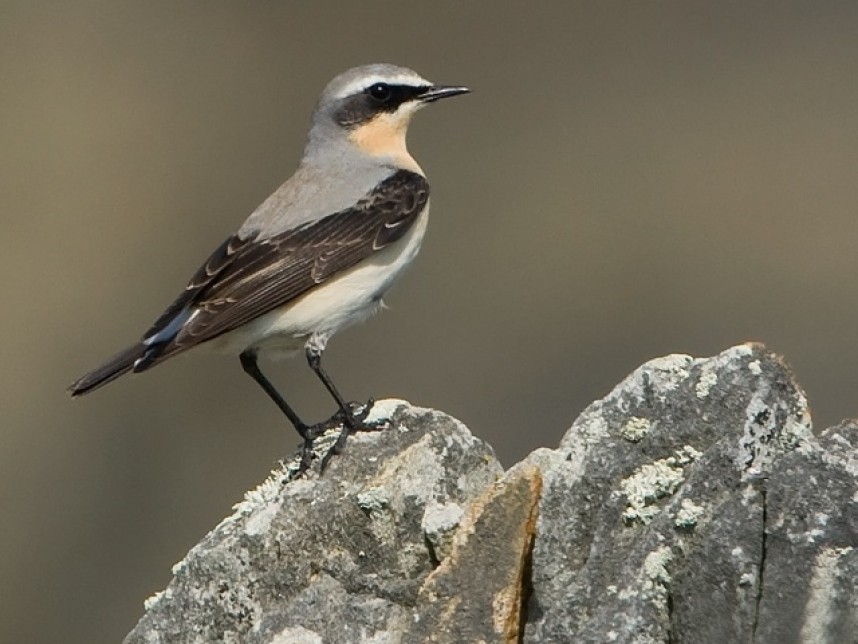 Northern Whetear (male) © Steve Race