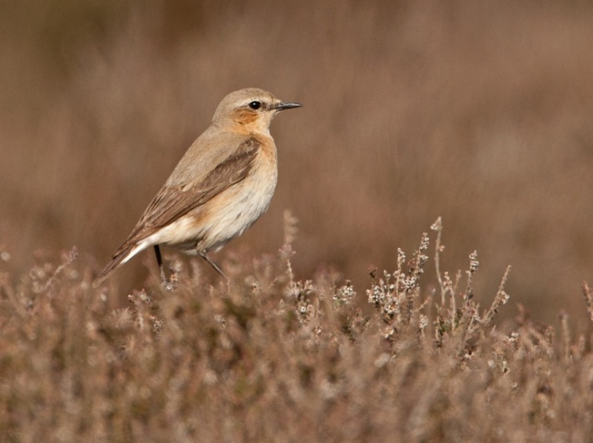 Northern Whetear (female) © Steve Race