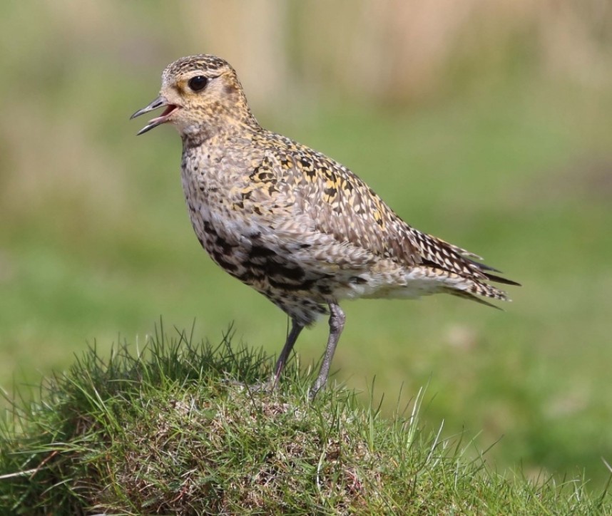 Golden Plover (female) © Richard Baines