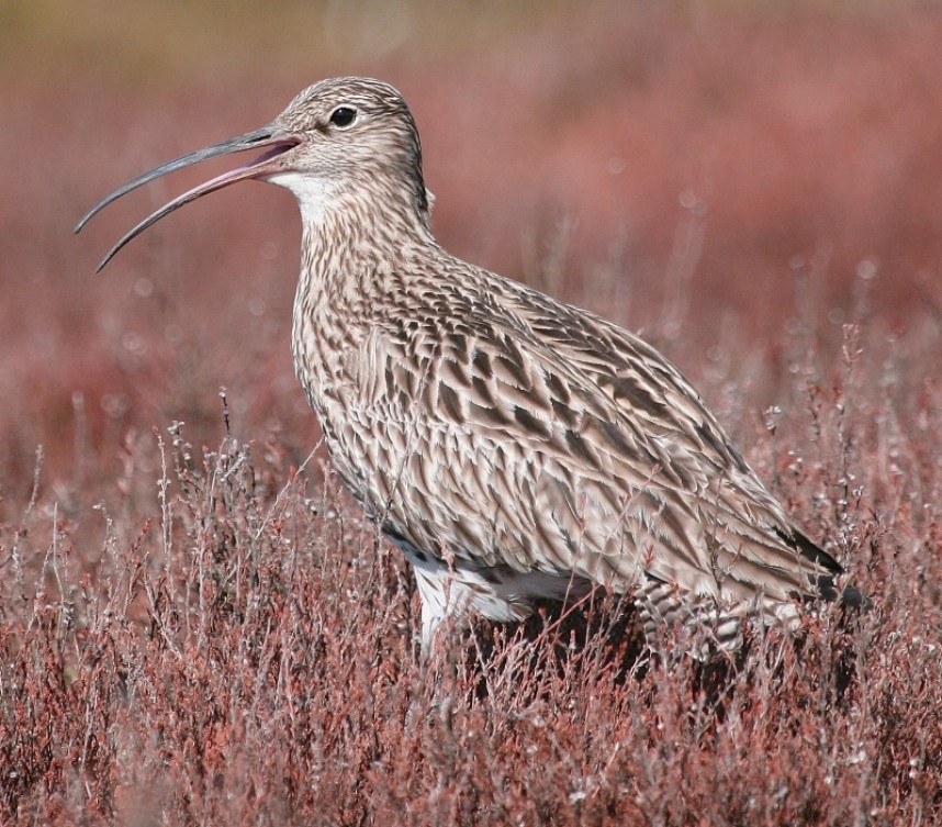 Curlew © Dan Lombard