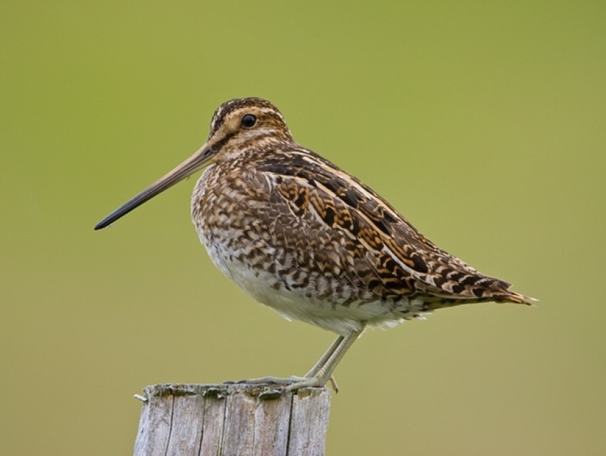 Common Snipe © Steve Race