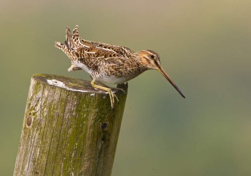  Common Snipe © Steve Race