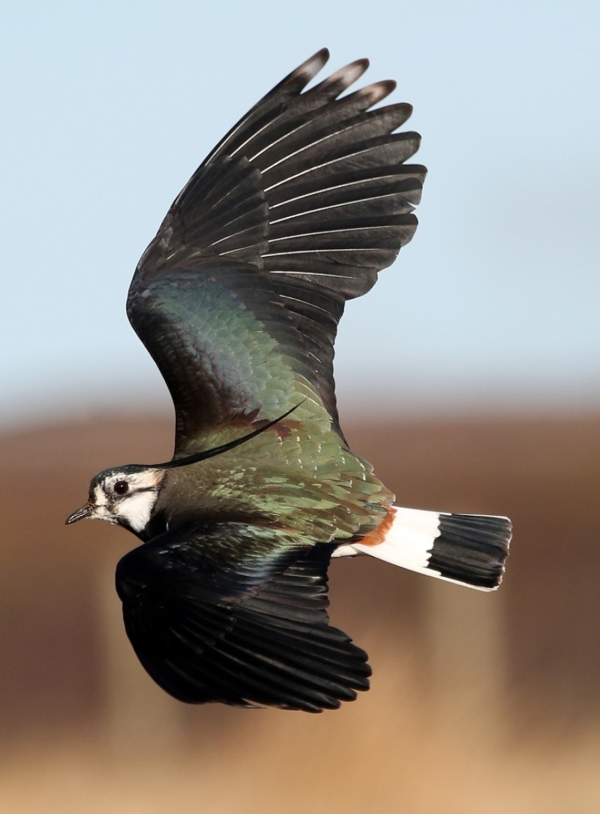 Lapwing © Dan Lombard