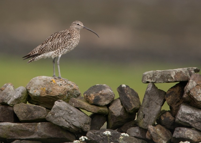 Curlew © Steve Race