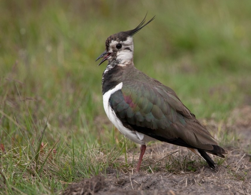 Lapwing © Steve Race