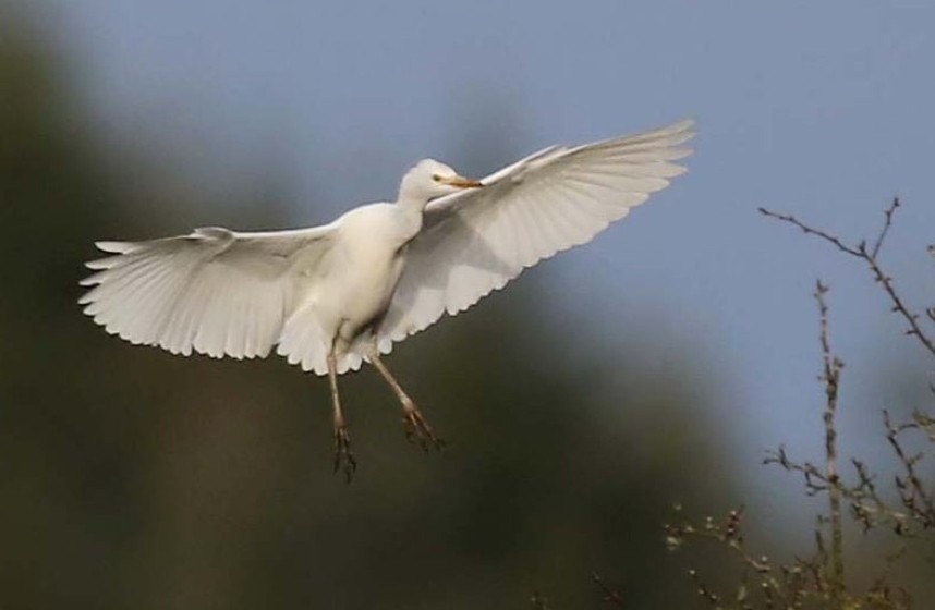 Cattle Egret Ellerburn Bank © Dave Mansell