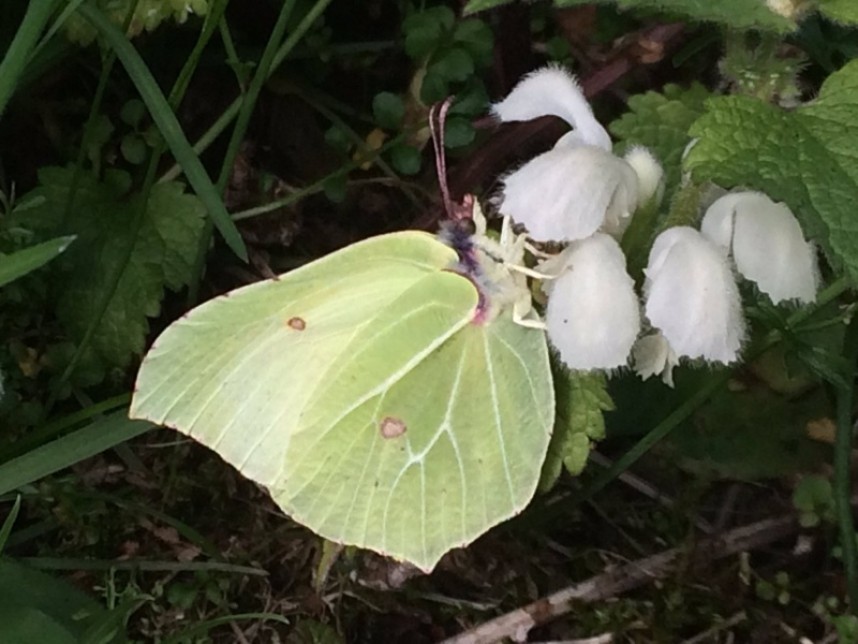 Brimstone North Yorks © Ed Tooth