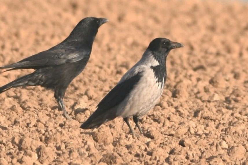  Hooded Crow and Carrion Crow © Andy Hood 