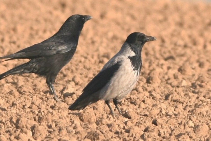 Hooded Crow and Carrion Crow © Andy Hood
