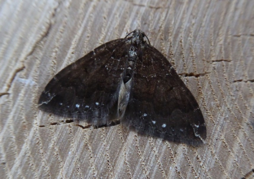 Water Carpet (melanic form) © Alan Rodda