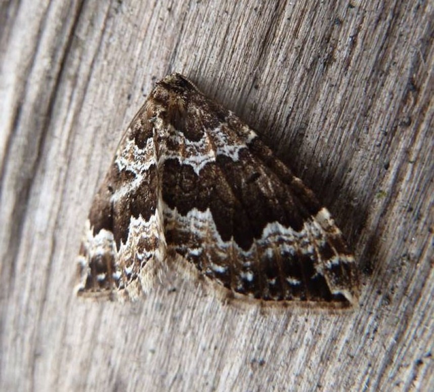 Water Carpet (normal form) © Alan Rodda