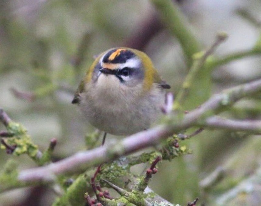 Firecrest Spurn © Daniel Branch