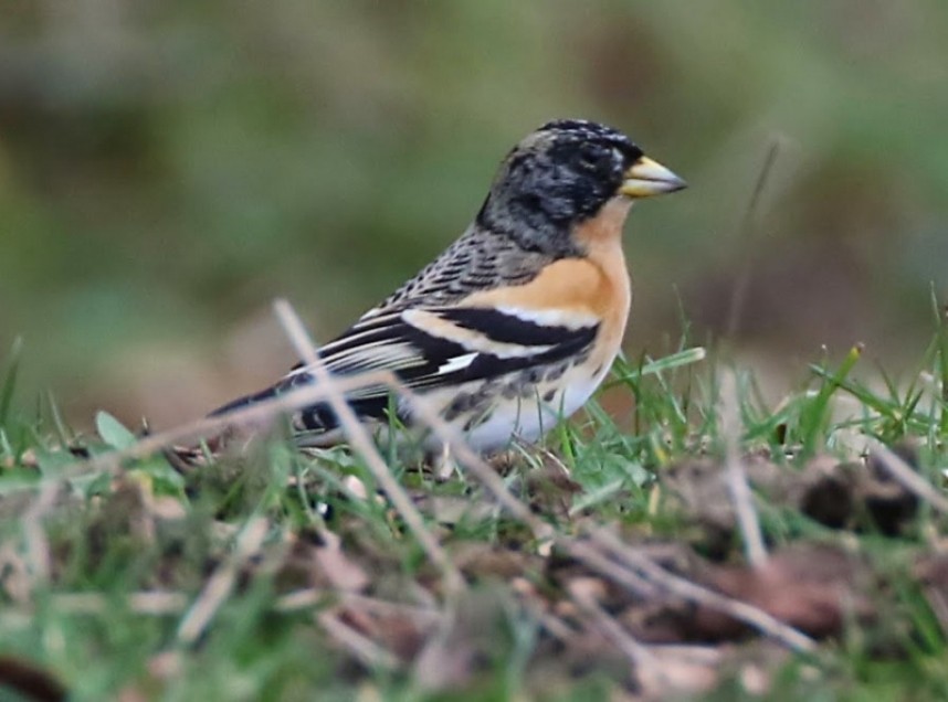 Brambling © John Harwood