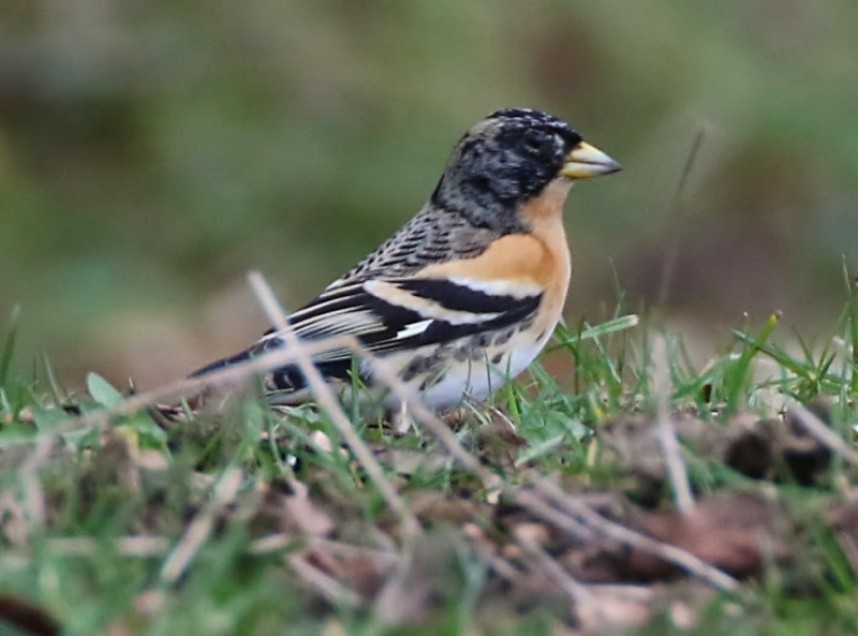  Brambling © John Harwood 