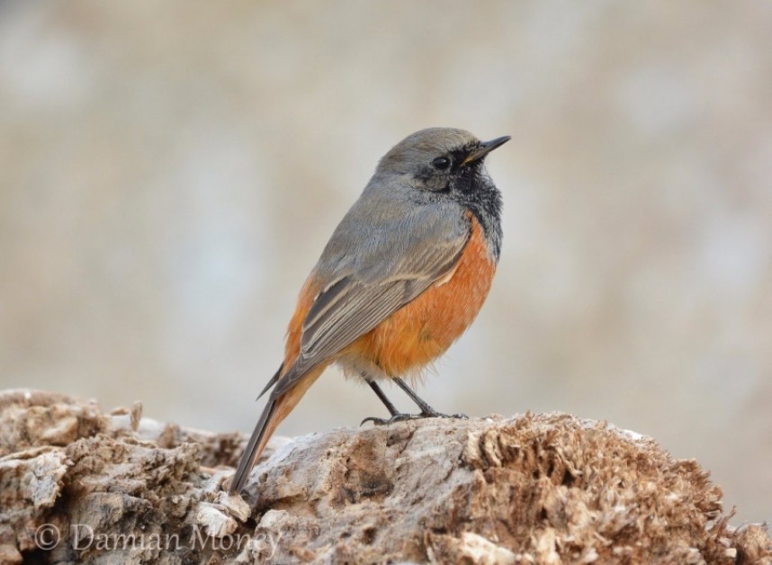Eastern Black Redstart Skinningrove © Damian Money